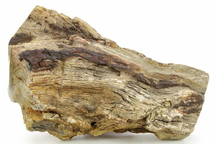 Triassic-Age Petrified Wood Log - Madagascar #379259